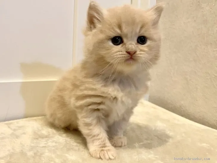 ID：2010-01583の子猫