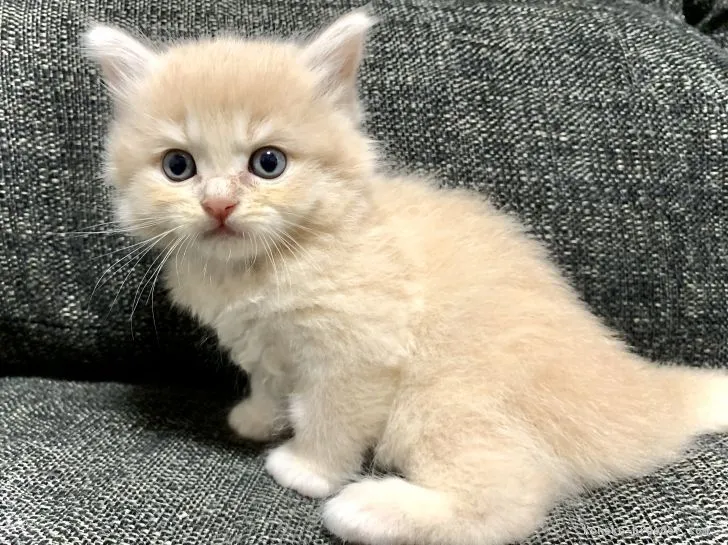 ID：2108-00810の子猫