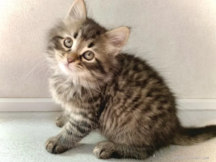 ID:2012-01308の子猫