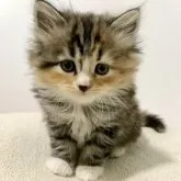 サイベリアン【兵庫県・女の子・2023年6月7日・キャリコ】の写真1「白ソックス美猫ちゃん♪」