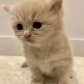 サイベリアン【兵庫県・女の子・2020年10月22日・クリームタビー】の写真3「困った顔もかわいいね♪　11/21撮影」