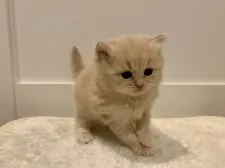 サイベリアン【兵庫県・女の子・2020年10月22日・クリームタビー】の写真4「よちよち歩く姿は女神様です♪　11/21撮影」