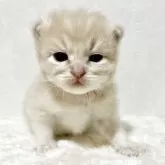 サイベリアン【兵庫県・男の子・2025年9月20日・クリームタビー】の写真15