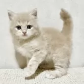 サイベリアン【兵庫県・男の子・2025年9月20日・クリームタビー】の写真2