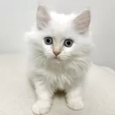 サイベリアン【兵庫県・女の子・2025年4月30日・クリームポイント】の写真4