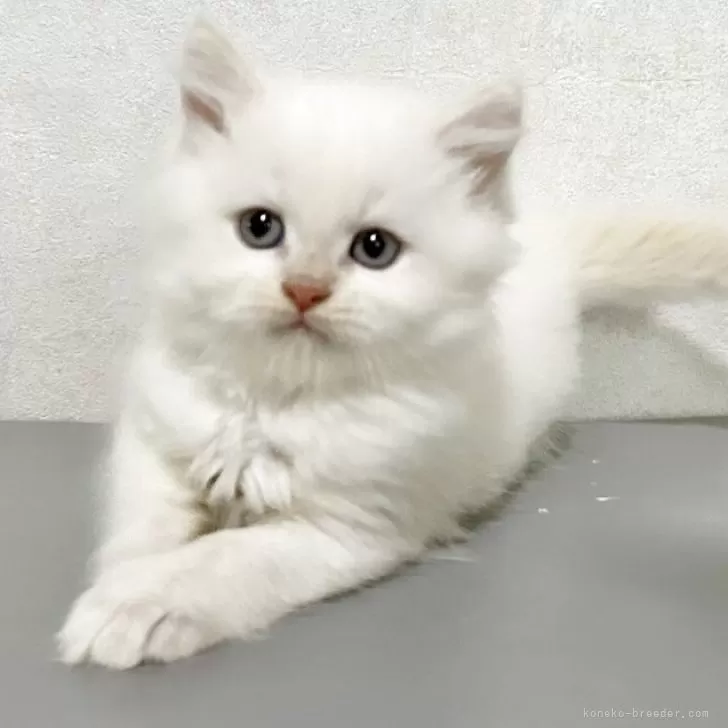 ID:2506-03063の子猫