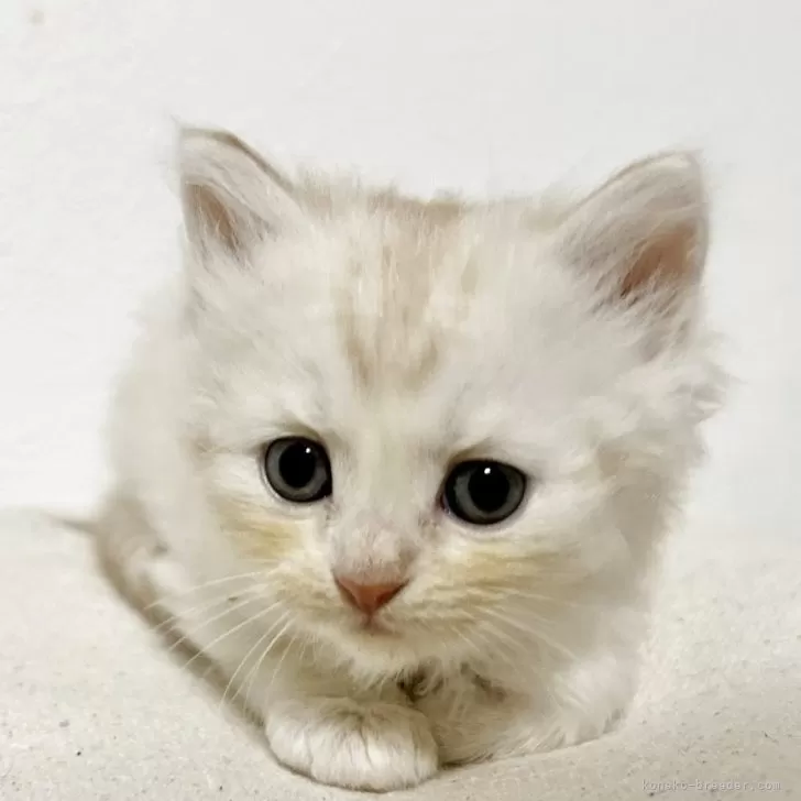 ID：2505-03535の子猫