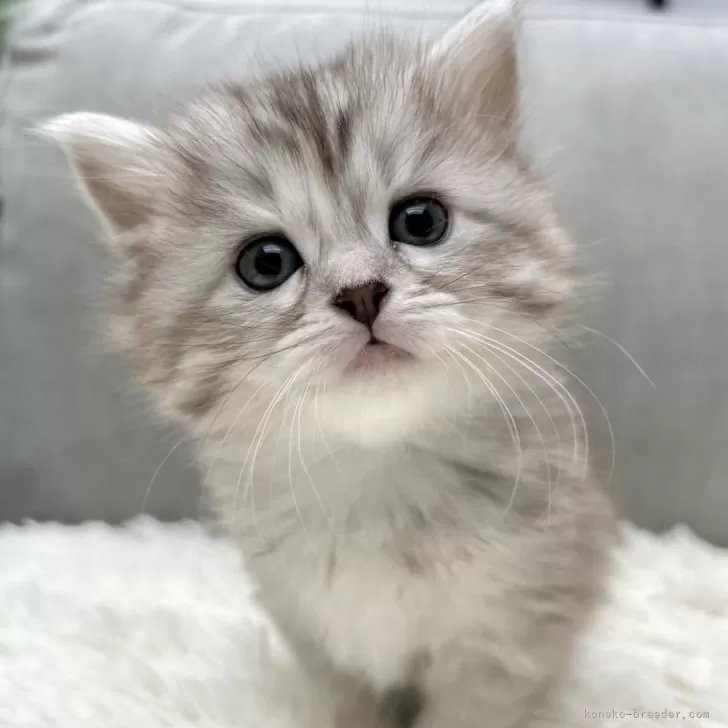 ID:2501-02567の子猫