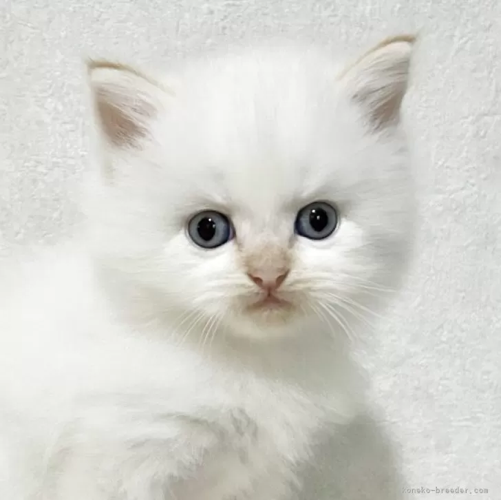 ID：2510-00578の子猫