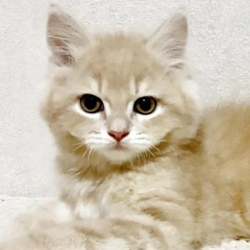 サイベリアン【兵庫県・男の子・2025年9月20日・クリームタビー】の写真「人気のクリームタビーの男の子✨」