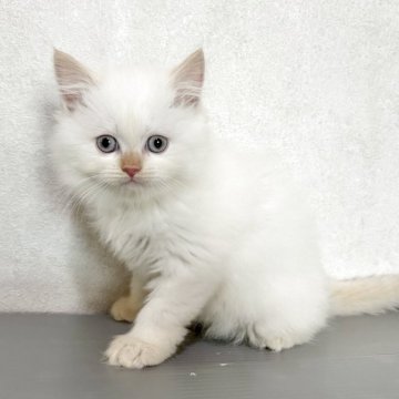 サイベリアン【兵庫県・女の子・2025年5月29日・クリームポイント】の写真「毛はモフモフで顔まん丸の女の子」