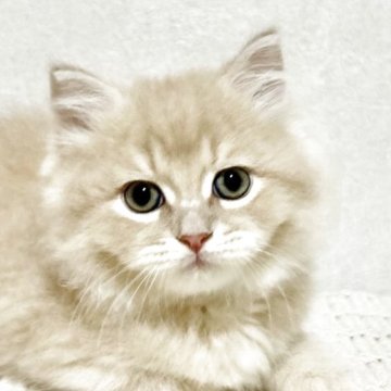 サイベリアン【兵庫県・男の子・2025年9月20日・クリームタビー】の写真「人気のクリームタビーの男の子✨」