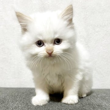 サイベリアン【兵庫県・女の子・2025年5月29日・クリームポイント】の写真「毛はモフモフで顔まん丸の女の子」
