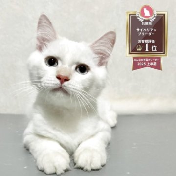 サイベリアン【兵庫県・男の子・2025年5月29日・クリームポイント】の写真「猫アレルギーの方ぜひご相談下さい♪」