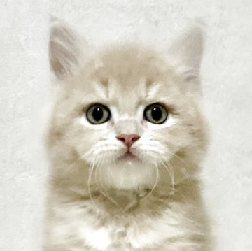 サイベリアン【兵庫県・男の子・2025年9月20日・クリームタビー】の写真「人気のクリームタビーの男の子✨」