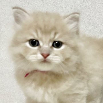 サイベリアン【兵庫県・男の子・2025年9月20日・クリームタビー】の写真「人気のクリームタビーの男の子✨」