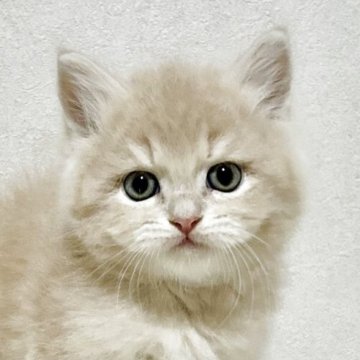 サイベリアン【兵庫県・男の子・2025年9月20日・クリームタビー】の写真「人気のクリームタビーの男の子✨」