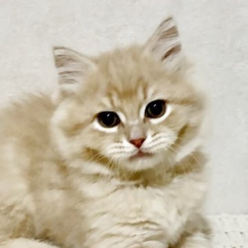 サイベリアン【兵庫県・男の子・2025年9月20日・クリームタビー】の写真「人気のクリームタビーの男の子✨」