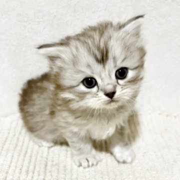 サイベリアン【兵庫県・女の子・2025年10月25日・シルバーパッチドタビー】の写真「毛はモフモフのおっとりちゃん♪」