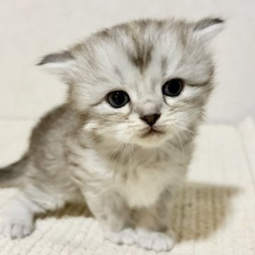 サイベリアン【兵庫県・女の子・2025年10月25日・シルバーパッチドタビー】の写真「毛はモフモフのおっとりちゃん♪」