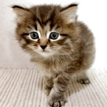 サイベリアン【兵庫県・女の子・2025年10月25日・ブラウンパッチドタビー】の写真「毛はモフモフのおっとりちゃん♪」