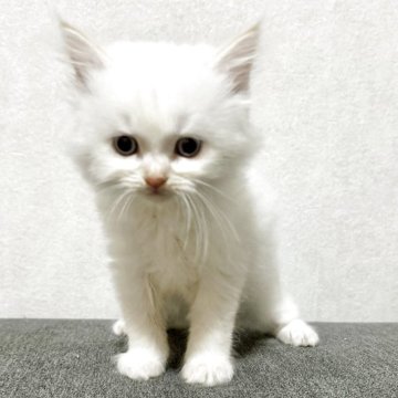 サイベリアン【兵庫県・男の子・2025年5月29日・クリームポイント】の写真「毛はモフモフで顔まん丸の男の子」