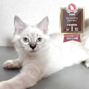 サイベリアン【兵庫県・女の子・2025年5月29日・ブルーリンクスポイント】の写真「猫アレルギーの方ぜひご相談下さい♪」
