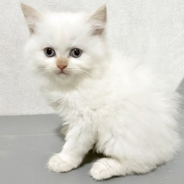サイベリアン【兵庫県・女の子・2025年5月29日・クリームポイント】の写真「毛はモフモフで顔まん丸の女の子」