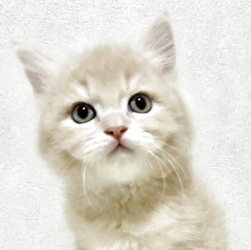 サイベリアン【兵庫県・男の子・2025年9月20日・クリームタビー】の写真「人気のクリームタビーの男の子✨」