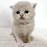 サイベリアン