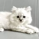 サイベリアン