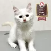サイベリアン