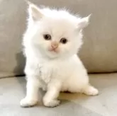 サイベリアン