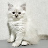 サイベリアン