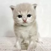 サイベリアン