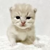 サイベリアン