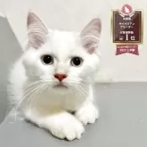 サイベリアン