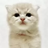 サイベリアン