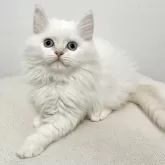 サイベリアン【兵庫県・女の子・2025年4月30日・クリームポイント】の写真1「目の色はブルー(アクア)♪」