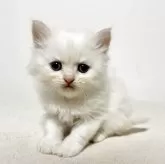 サイベリアン【兵庫県・女の子・2025年4月30日・クリームポイント】の写真12