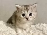 サイベリアン【兵庫県・女の子・2025年1月7日・シルバーパッチドタビー】の写真10