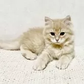 サイベリアン【兵庫県・男の子・2025年9月20日・クリームタビー】の写真4