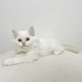 サイベリアン【兵庫県・女の子・2025年4月30日・クリームポイント】の写真5