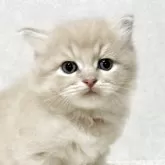 サイベリアン【兵庫県・男の子・2025年9月20日・クリームタビー】の写真12