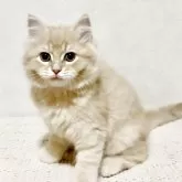 サイベリアン【兵庫県・男の子・2025年9月20日・クリームタビー】の写真3