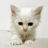 サイベリアン【兵庫県・女の子・2025年4月30日・クリームポイント】の写真8