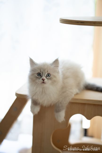 熊井　彩椰(くまい　あや)ブリーダー(埼玉県・サイベリアン・TICA登録)の紹介写真9