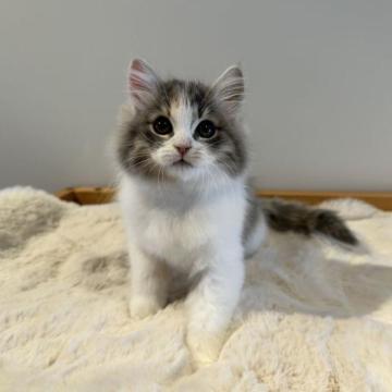 サイベリアン【埼玉県・女の子・2022年10月19日・ブルーパッチドタビー&ホワイト（トリプルコート）】の写真「愛らしい顔だちでせ」