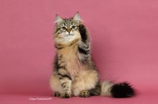 サイベリアン【・女の子・2023年2月23日・ブラウンマッカレルタビー】「子猫時代」