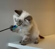 サイベリアン【埼玉県・男の子・2024年11月2日・シールリンクスポイント】の写真10